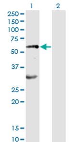 EPOR Antibody in Western Blot (WB)