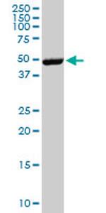 EPOR Antibody in Western Blot (WB)