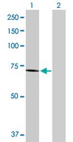 EXT2 Antibody in Western Blot (WB)