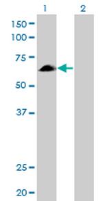 EYA2 Antibody in Western Blot (WB)