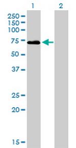 F2 Antibody in Western Blot (WB)