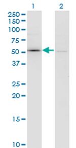 F11 Antibody in Western Blot (WB)