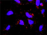 F12 Antibody in Proximity Ligation Assay (PLA) (PLA)