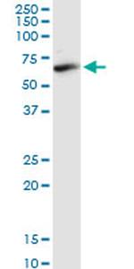 FAAH Antibody in Western Blot (WB)