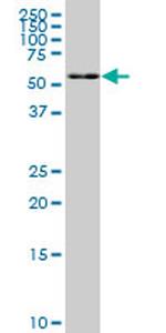 FAAH Antibody in Western Blot (WB)