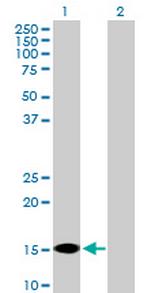 FABP7 Antibody in Western Blot (WB)