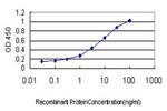 PTK2B Antibody in ELISA (ELISA)