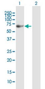 FANCG Antibody in Western Blot (WB)