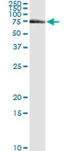 FANCG Antibody in Immunoprecipitation (IP)