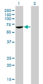 FANCG Antibody in Western Blot (WB)