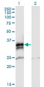 FCN2 Antibody in Western Blot (WB)