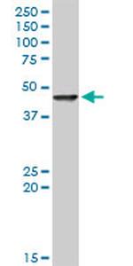 FEN1 Antibody in Western Blot (WB)