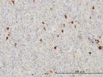 FGF1 Antibody in Immunohistochemistry (Paraffin) (IHC (P))