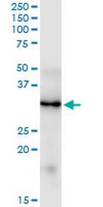 FGF5 Antibody in Western Blot (WB)