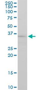 FGF8 Antibody in Western Blot (WB)