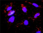 FGF8 Antibody in Proximity Ligation Assay (PLA) (PLA)