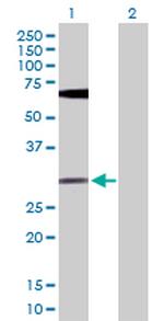 FGF13 Antibody in Western Blot (WB)