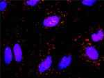 FGG Antibody in Proximity Ligation Assay (PLA) (PLA)