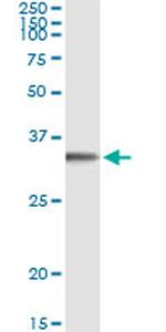 FGL1 Antibody in Immunoprecipitation (IP)