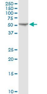 FKBP4 Antibody in Western Blot (WB)