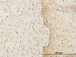 FKBP4 Antibody in Immunohistochemistry (Paraffin) (IHC (P))