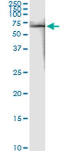 FKBP4 Antibody in Immunoprecipitation (IP)