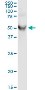 FKBP5 Antibody in Western Blot (WB)