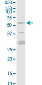 FKBP5 Antibody in Western Blot (WB)