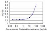 FOXC2 Antibody in ELISA (ELISA)