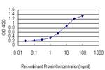 FOXO1A Antibody in ELISA (ELISA)