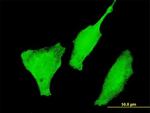 FOXO3A Antibody in Immunocytochemistry (ICC/IF)