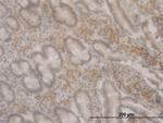 FOXO3A Antibody in Immunohistochemistry (Paraffin) (IHC (P))