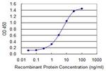 FLNA Antibody in ELISA (ELISA)