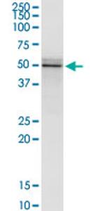 FLOT2 Antibody in Immunoprecipitation (IP)