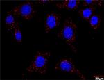 FLT1 Antibody in Proximity Ligation Assay (PLA) (PLA)