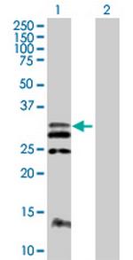 FLT3LG Antibody in Western Blot (WB)