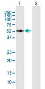 FMO3 Antibody in Western Blot (WB)