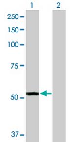 FMO3 Antibody in Western Blot (WB)