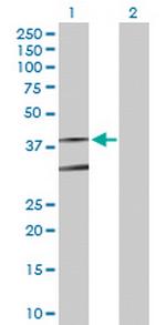 FPR2 Antibody in Western Blot (WB)