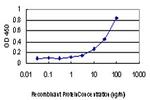 MTOR Antibody in ELISA (ELISA)