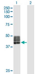 FUT1 Antibody in Western Blot (WB)