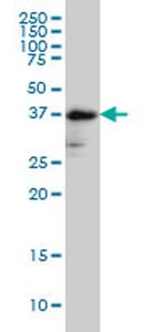 FUT2 Antibody in Western Blot (WB)