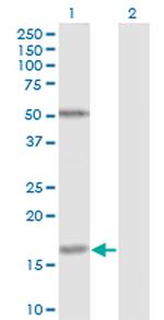 FUT2 Antibody in Western Blot (WB)