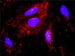 FYN Antibody in Proximity Ligation Assay (PLA) (PLA)