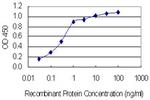 SLC37A4 Antibody in ELISA (ELISA)