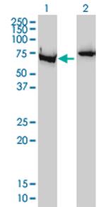 XRCC6 Antibody in Western Blot (WB)