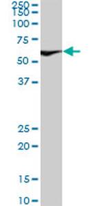 XRCC6 Antibody in Western Blot (WB)