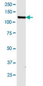 GABBR1 Antibody in Western Blot (WB)