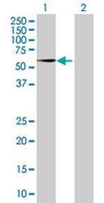 GABPA Antibody in Western Blot (WB)