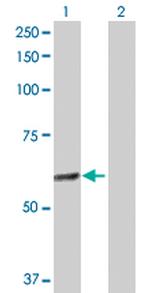 GABPA Antibody in Western Blot (WB)